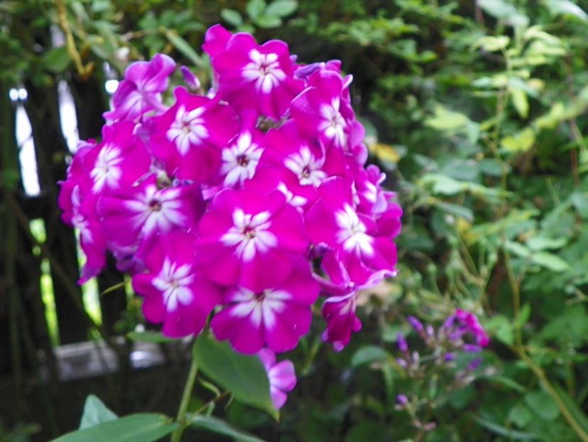 3 aug (9) - Phlox 2019