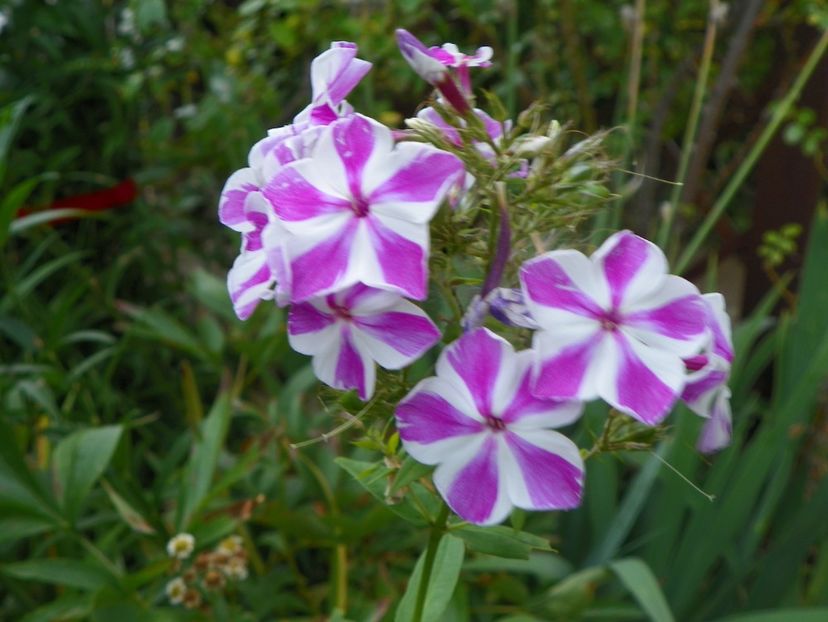 3 aug (10) - Phlox 2019