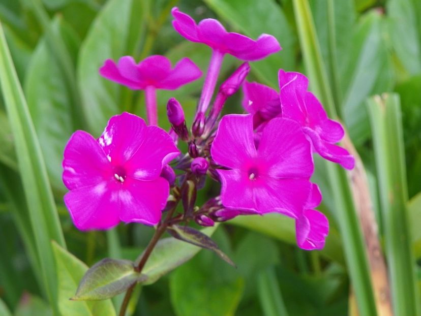 3 aug (12) - Phlox 2019