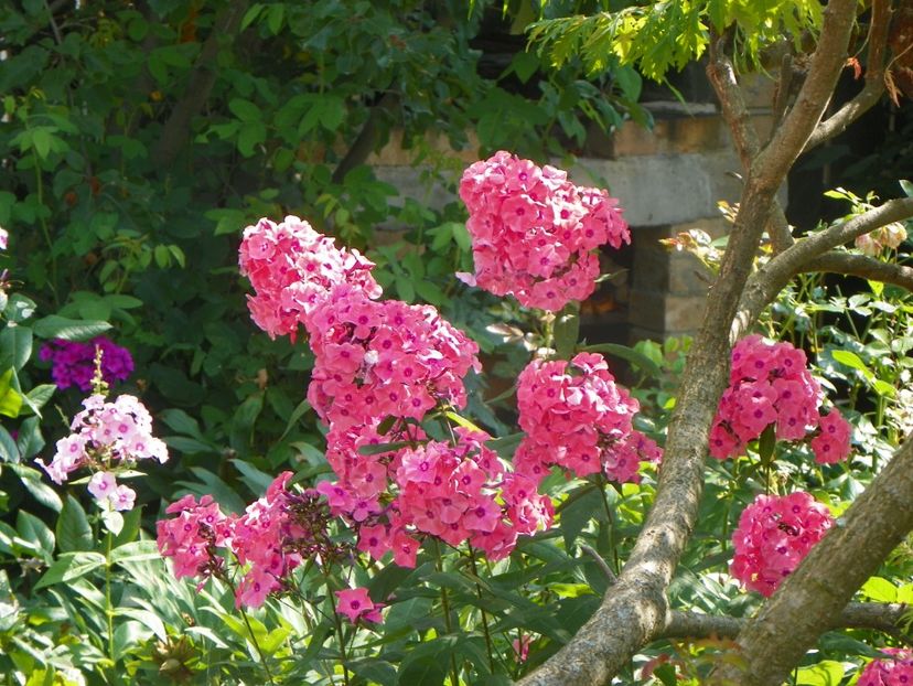 3 aug (28) - Phlox 2019