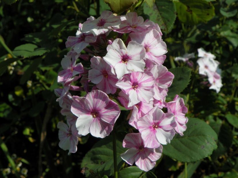 3 aug (32) - Phlox 2019