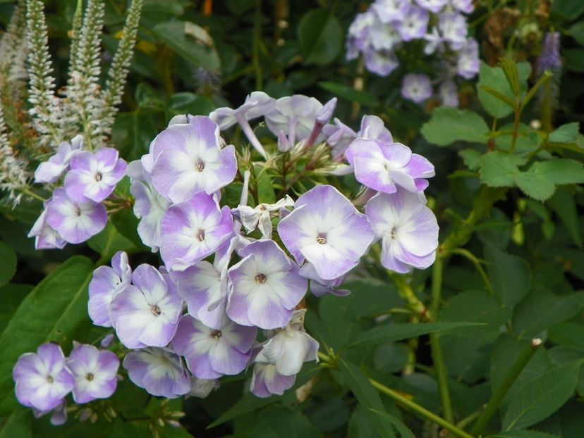 3 aug (33) - Phlox 2019