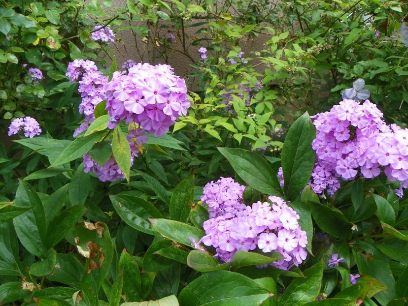 3 aug (38) - Phlox 2019