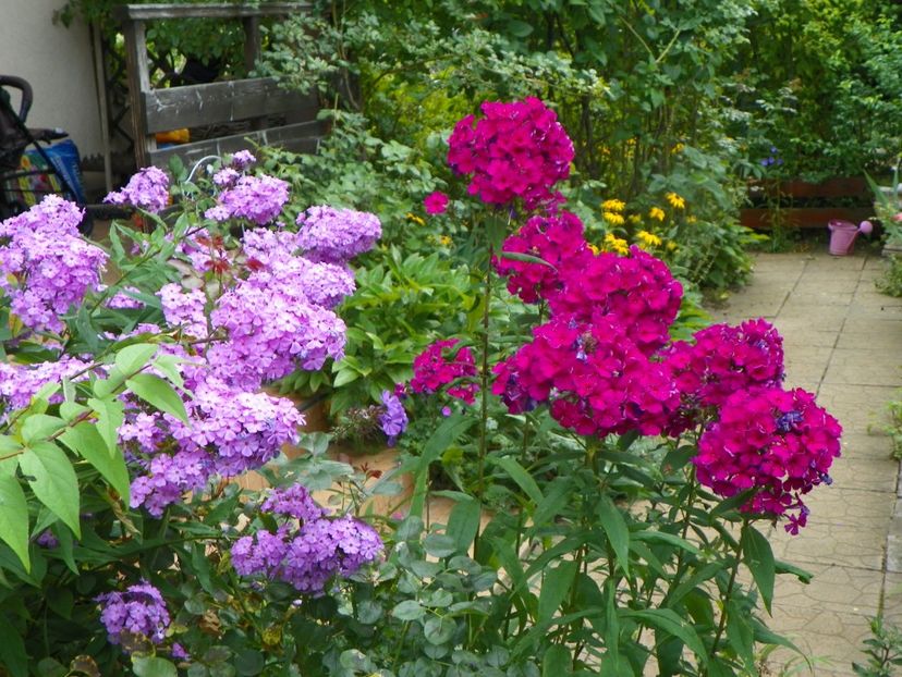 3 aug (39) - Phlox 2019