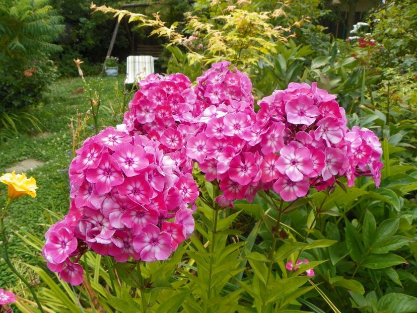 3 aug (44) - Phlox 2019