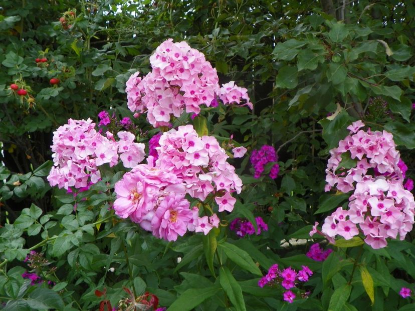 3 aug (47) - Phlox 2019