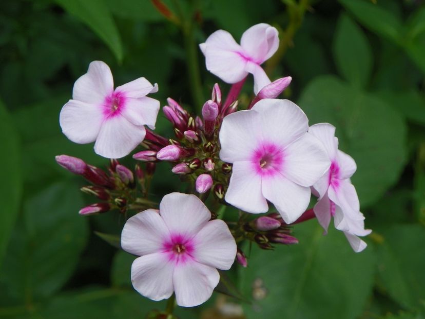 3 aug (48) - Phlox 2019