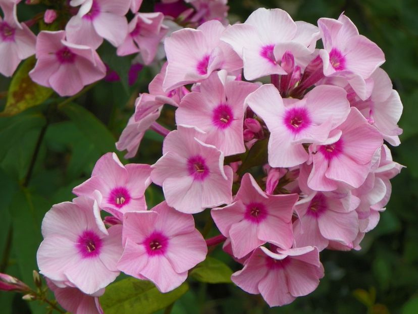 3 aug (49) - Phlox 2019