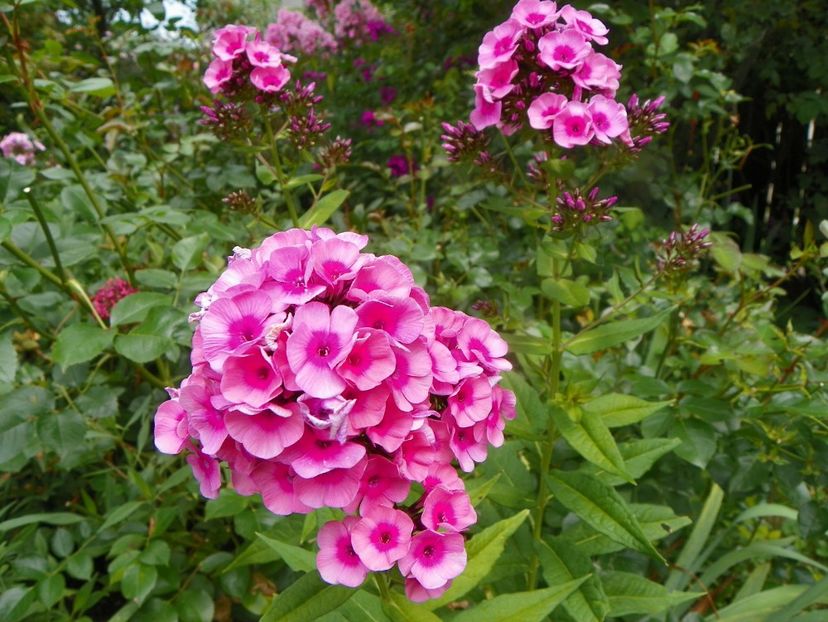 3 aug (51) - Phlox 2019