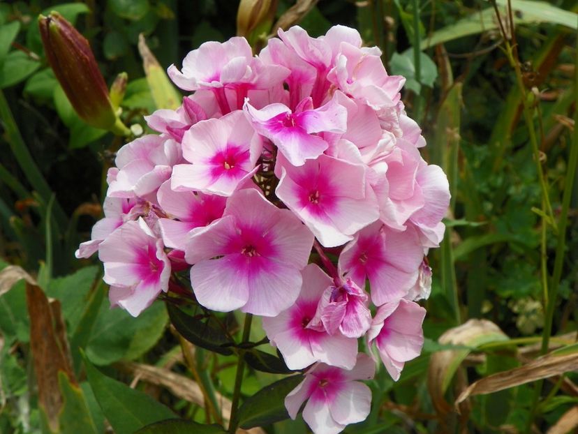 3 aug (55) - Phlox 2019