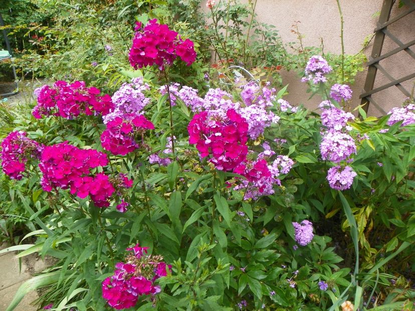 3 aug (60) - Phlox 2019