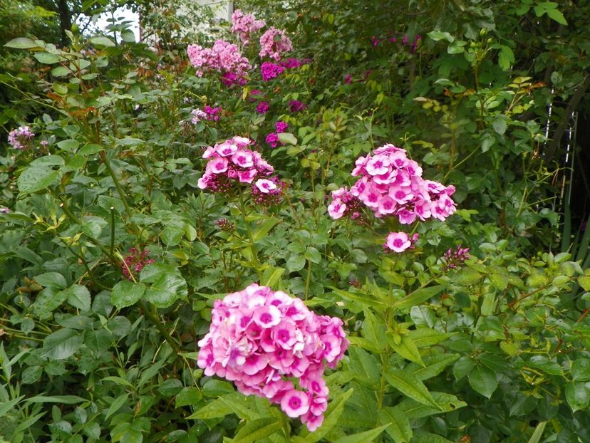 3 aug (67) - Phlox 2019