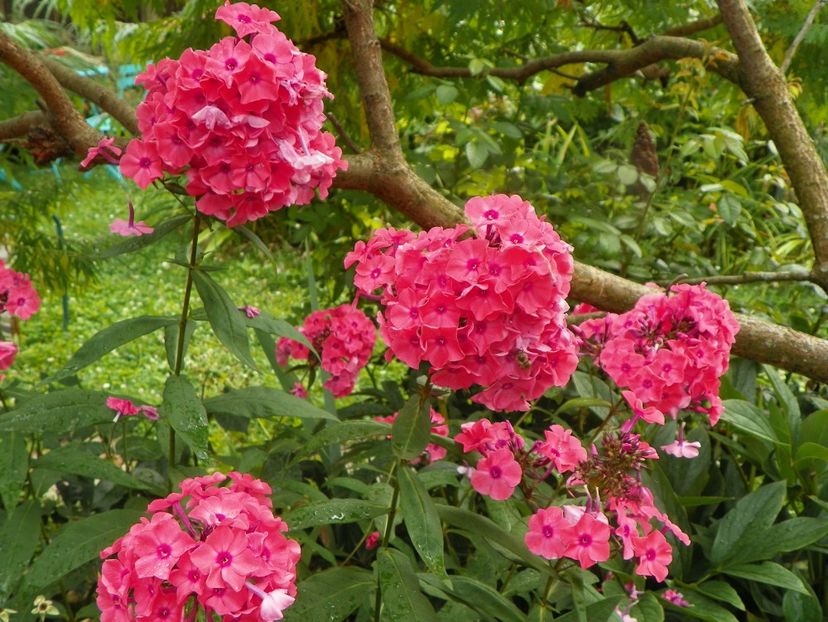 3 aug (70) - Phlox 2019