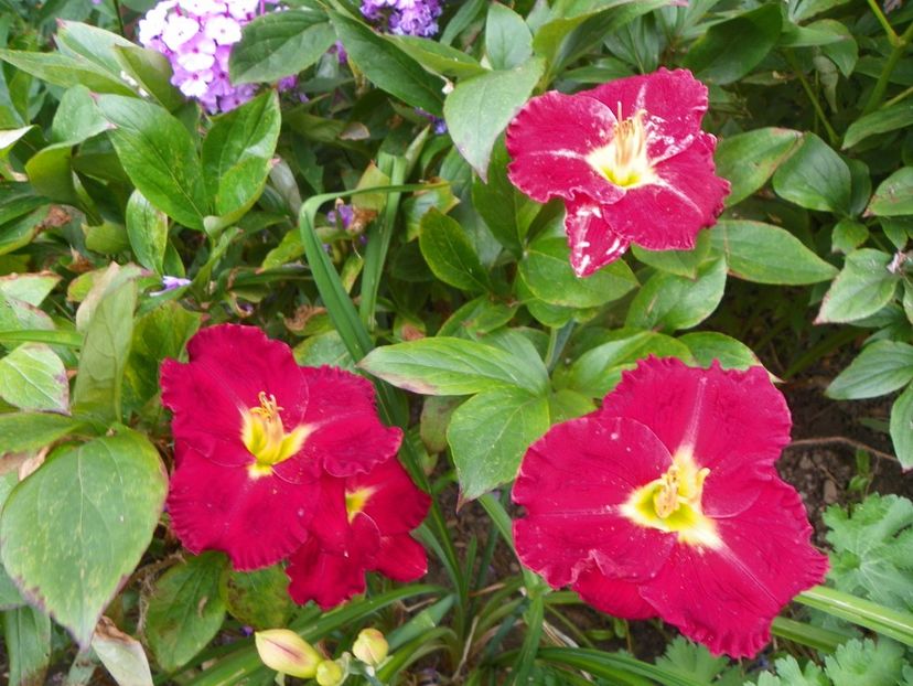 3 aug (5) - Hemerocallis 2019
