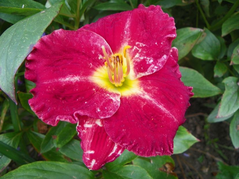 3 aug (6) - Hemerocallis 2019