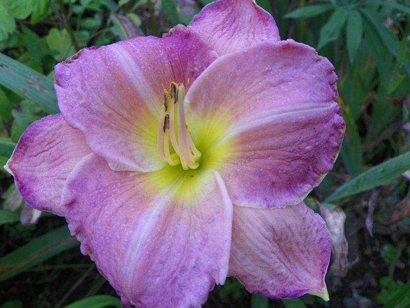 3 aug (20) - Hemerocallis 2019