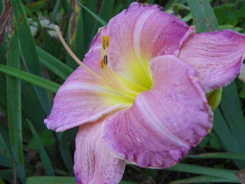 3 aug (21) - Hemerocallis 2019