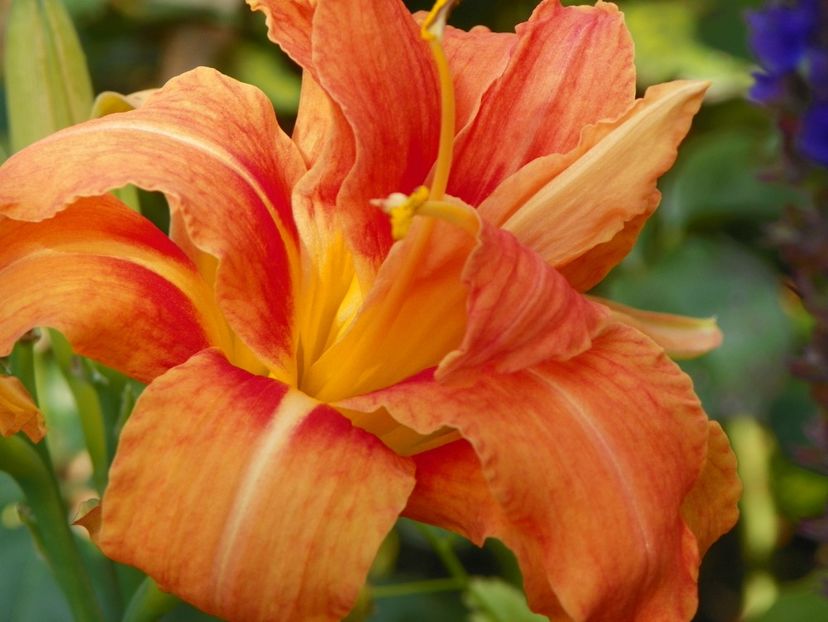 3 aug (24) - Hemerocallis 2019