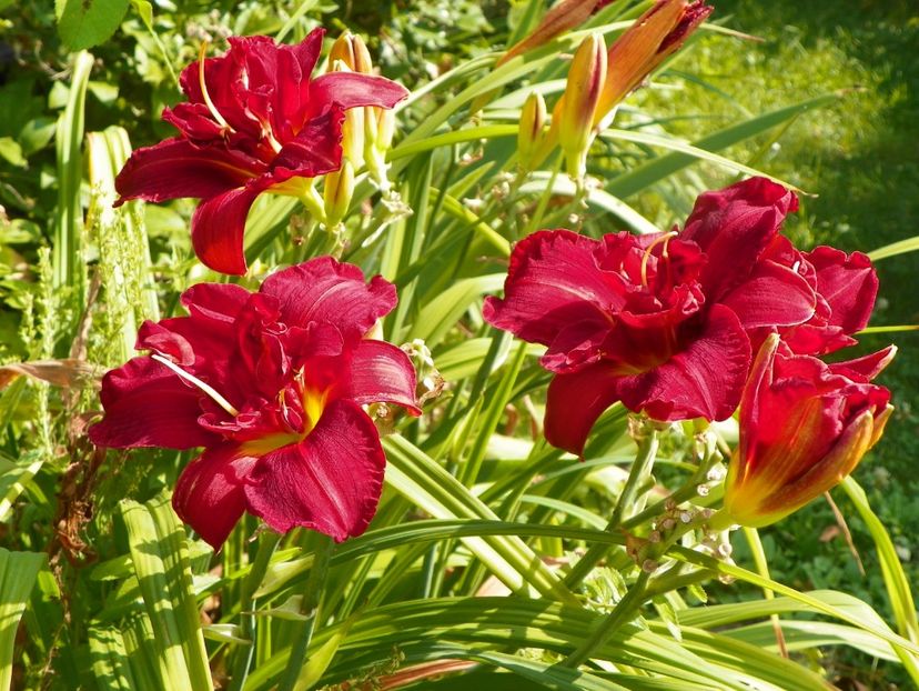 3 aug (26) - Hemerocallis 2019