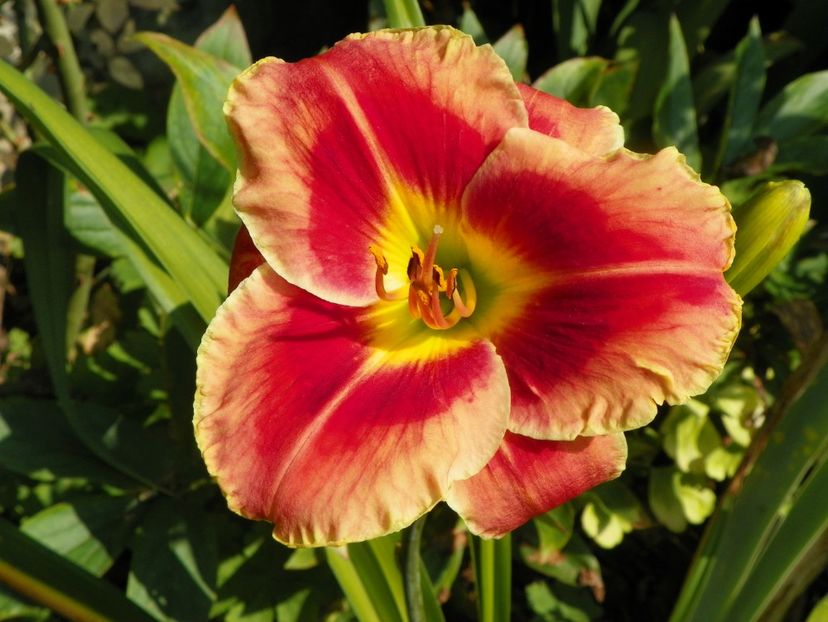3 aug (27) - Hemerocallis 2019