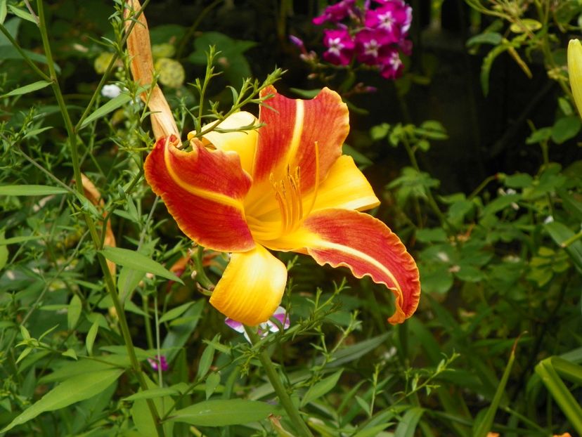 3 aug (40) - Hemerocallis 2019