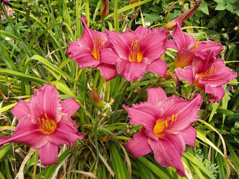 3 aug (53) - Hemerocallis 2019