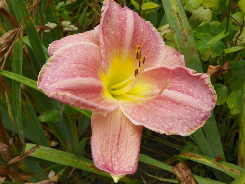 3 aug (66) - Hemerocallis 2019