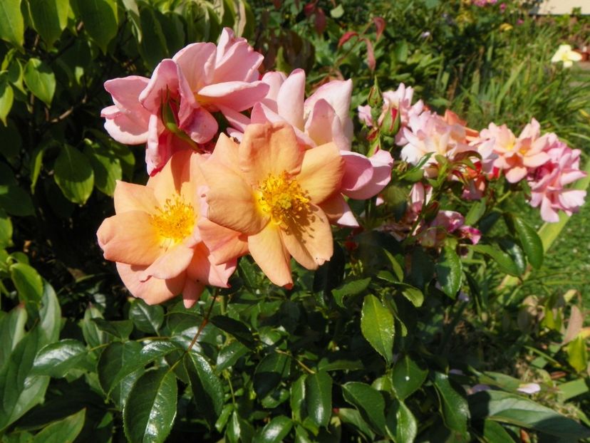 3 aug (25) - Trandafiri 2019
