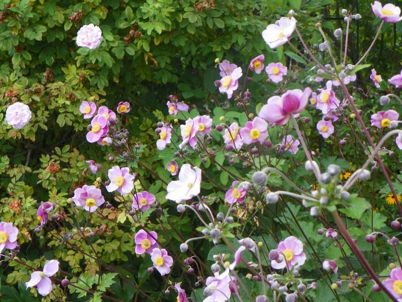 3 aug (22) - Vara 2019