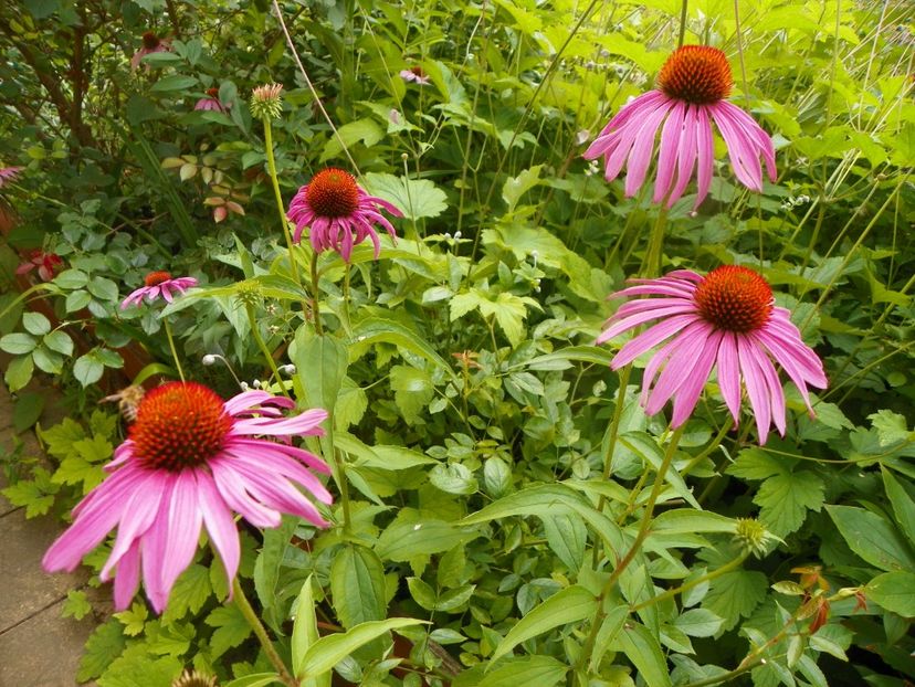 3 aug (43) - Vara 2019