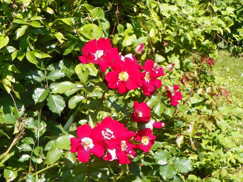 8 aug (5) - Trandafiri 2019