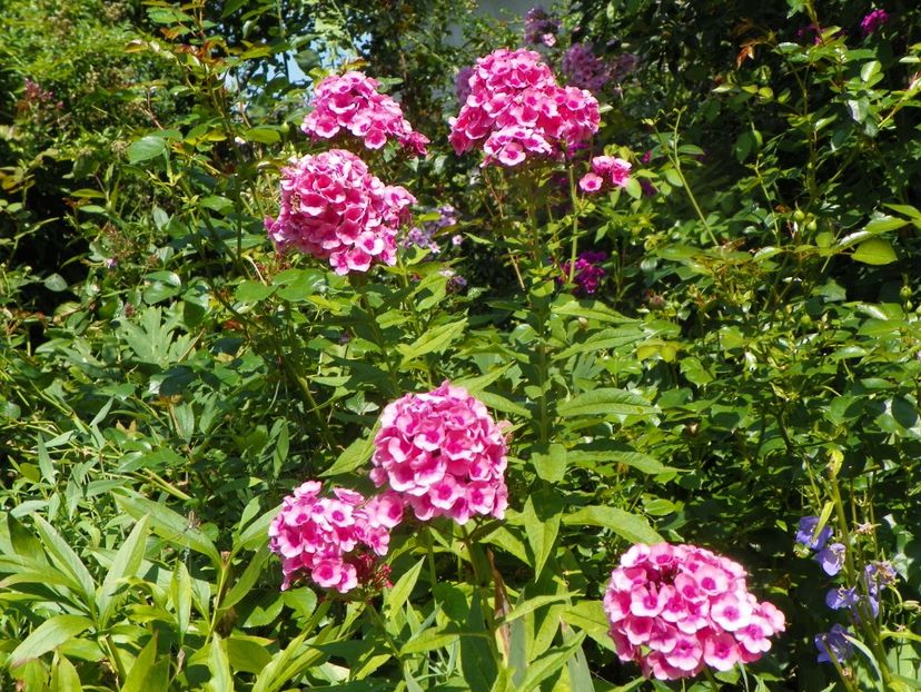 8 aug (6) - Phlox 2019