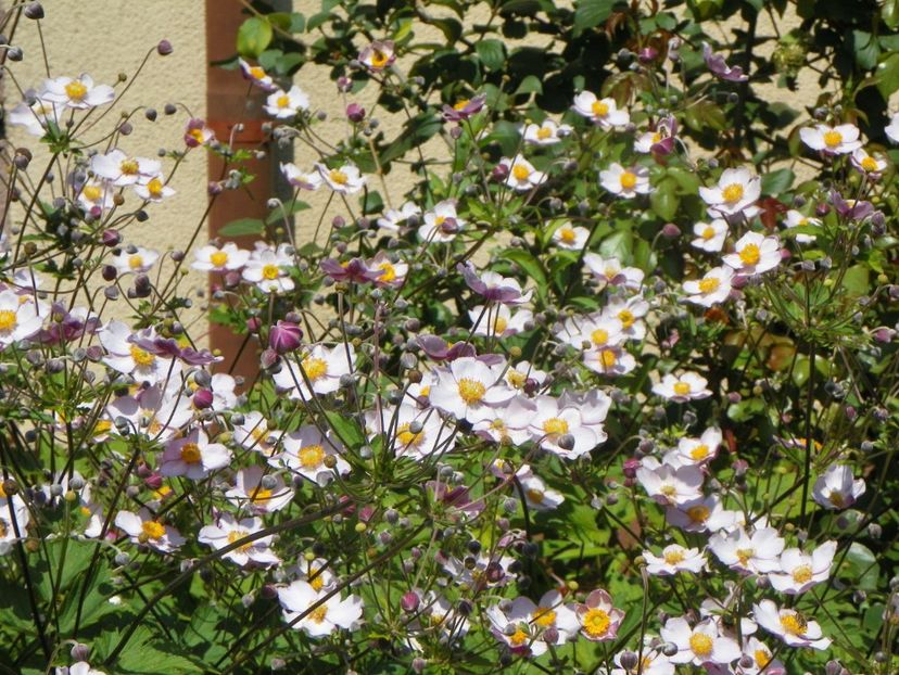 8 aug (4) - Vara 2019