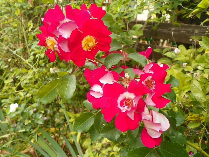 31 aug (28) - Trandafiri 2019
