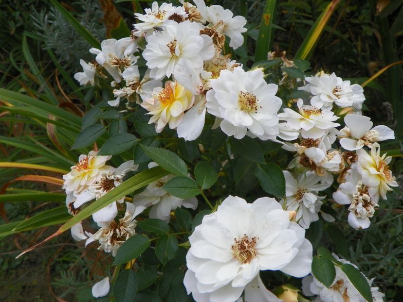 31 aug (29) - Trandafiri 2019