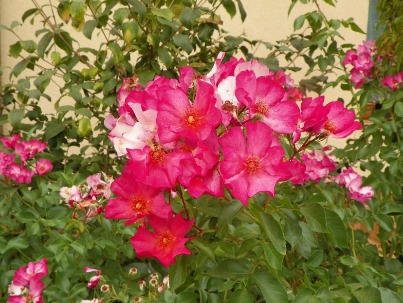 31 aug (32) - Trandafiri 2019
