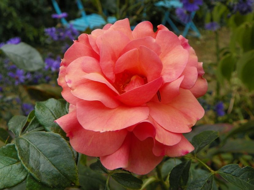 21 sept (6) - Trandafiri 2019