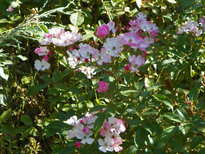 21 sept (173) - Trandafiri 2019