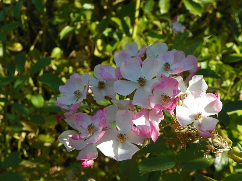 21 sept (174) - Trandafiri 2019
