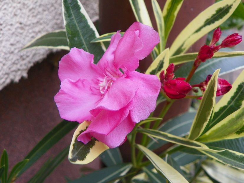 21 sept (9) - Toamna 2019