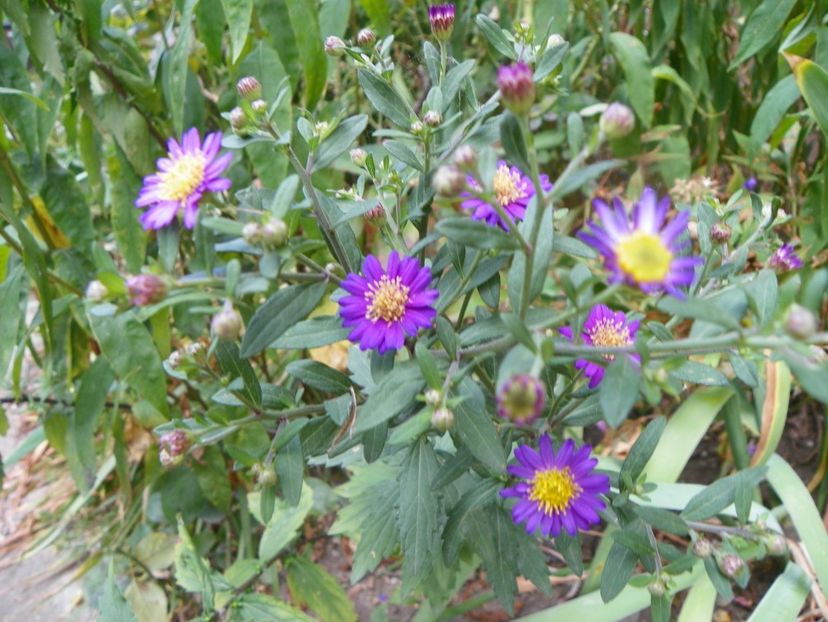 21 sept (13) - Toamna 2019