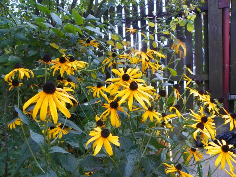 21 sept (19) - Toamna 2019