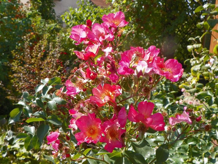 5 oct (16) - Trandafiri 2019