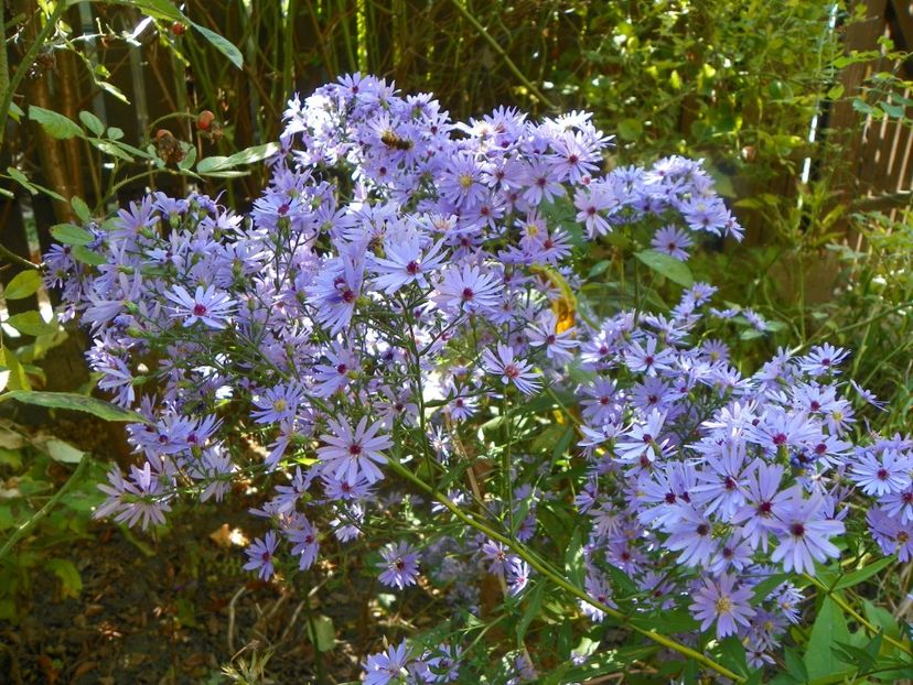 5 oct (5) - Toamna 2019