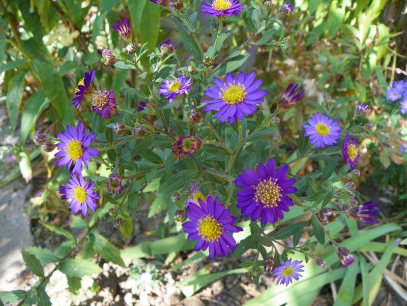 5 oct (8) - Toamna 2019