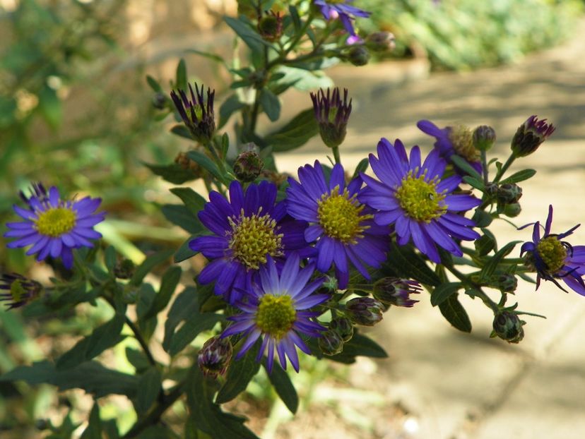 5 oct (10) - Toamna 2019