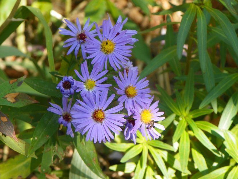 5 oct (11) - Toamna 2019