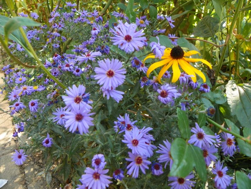 5 oct (13) - Toamna 2019