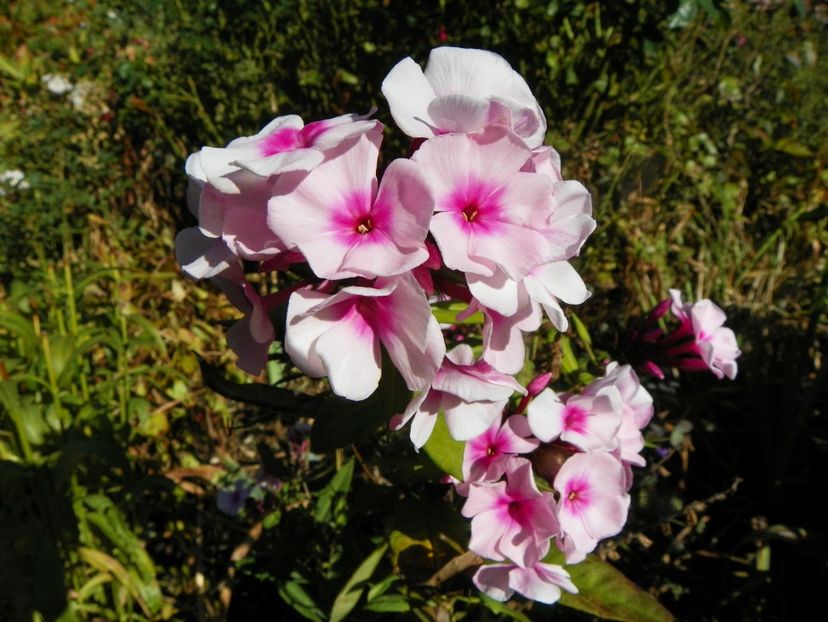10 oct (3) - Phlox 2019