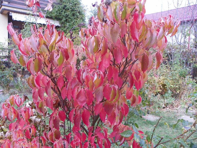 2 nov (24) - Copacei si arbusti 2019